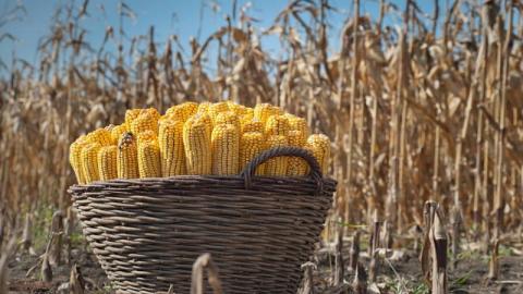 Урожайність кукурудзи в KSG Agro збільшилась на 78% Рис.1