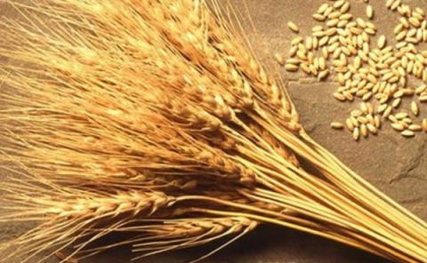 З України експортували понад 10 млн тонн пшениці Рис.1