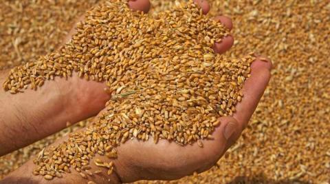 Закупівельні ціни на пшеницю в портах України виросли до 300 $/т Рис.1