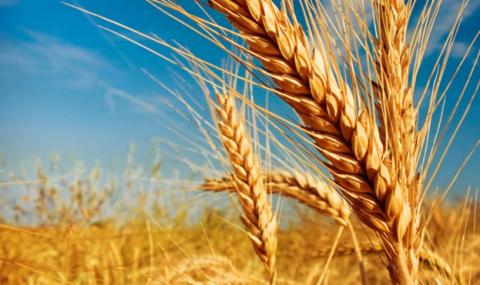 Котирування на пшеницю на світових біржах знову прискорили зростання  цін Рис.1