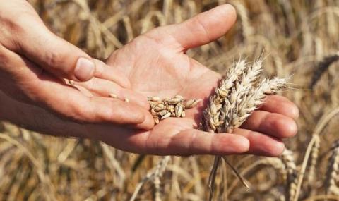 В Україні намолочено 76,7 млн тонн зерна Рис.1