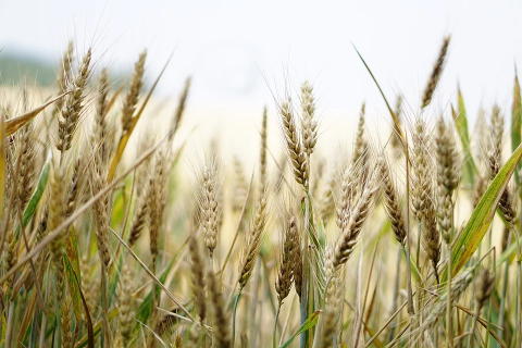 В Україні зросли закупівельні ціни на продовольчу пшеницю  Рис.1