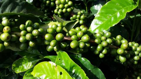 Вчені розробили технологію виробництва чаю з листя кавового дерева Рис.1