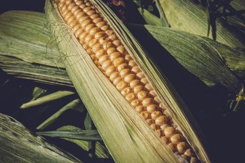 Закупівельні ціни на кукурудзу в Україні опускаються під тиском збільшення пропозицій Рис.1