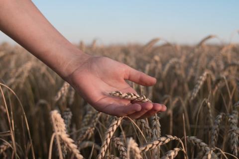 Протягом 40 років вчені можуть перемогти фузаріоз зернових культур Рис.1