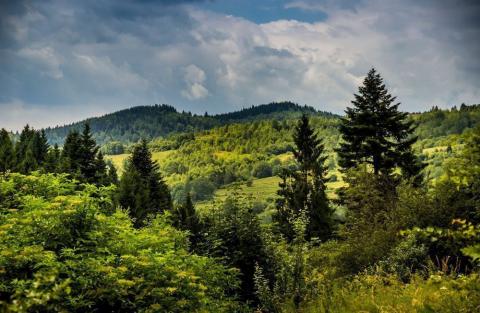Уряд схвалив Державну стратегію управління лісами України до 2035 року Рис.1