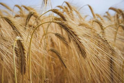 В Україні ціни на пшеницю продовжують падати через скорочення експортного попиту Рис.1