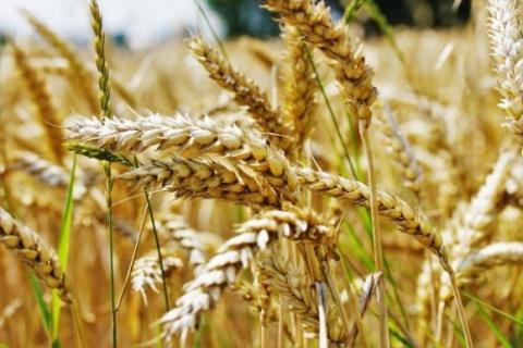 Аргентина зібрала рекордні 21,8 млн тонн пшениці Рис.1