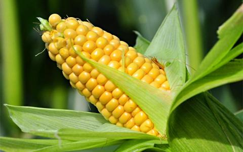 Ціни на кукурудзу в Україні знову виросли на тлі активного експортного попиту та девальвації гривні Рис.1