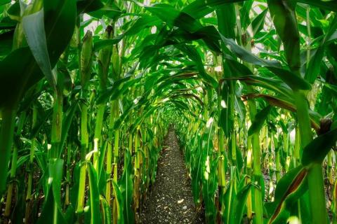 Куди приведе Китай шлях ГМО Рис.1