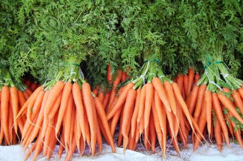 В Швейцарії використовують запах цибулі проти морквяної мухи Рис.1