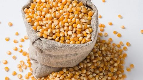 З України експортували понад 16 млн тонн кукурудзи Рис.1