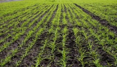 На Одещині засіяли яровими зерновими вже понад 22 тисячі гектарів Рис.1