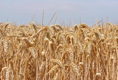 На тлі війни в Україні Індія зміцнює позиції на світовому ринку зернових Рис.1