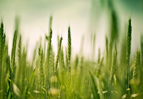 ЄС може дозволити фермерам вирощувати зернові на перелогах Рис.1