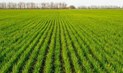 Гербіцидне рішення №1 для зернових культур і соняшника Рис.1