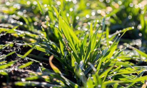 Погодні умови на початку квітня були задовільними для вегетації озимини та сівби ярих Рис.1