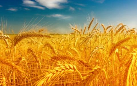 Країни ЄС минулого тижня скоротили експорт пшениці Рис.1
