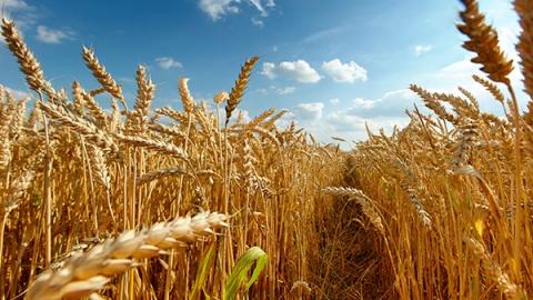 Прогнози дощів у США в регіонах вирощування пшениці опускають біржові котирування Рис.1