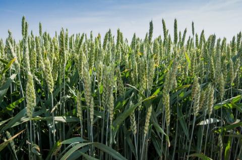 На Одещині буде пристойний урожай пшениці Рис.1