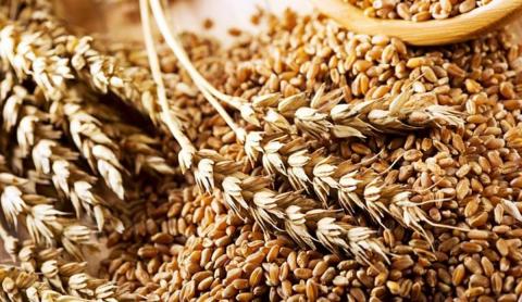 Туреччина очікує рішень щодо експорту українського зерна "у найближчі дні" Рис.1
