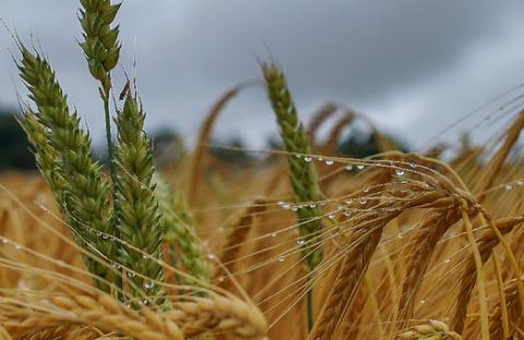 Україна цьогоріч може зібрати близько 65 млн тонн врожаю Рис.1