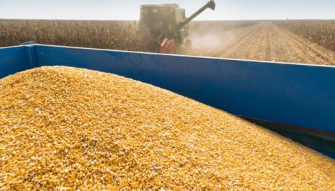 Україна з початку червня  експортувала майже 150 тис. тонн зерна Рис.1
