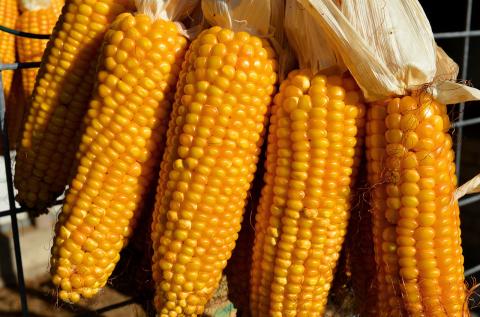 В Україні кукурудза з експортної культури перетвориться на енергетичну Рис.1