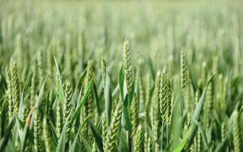 В Україні засіяли 191,1 тис. га ярої пшениці Рис.1