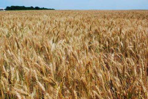 Аграрії Буковини розпочали збір ранніх зернових культур Рис.1