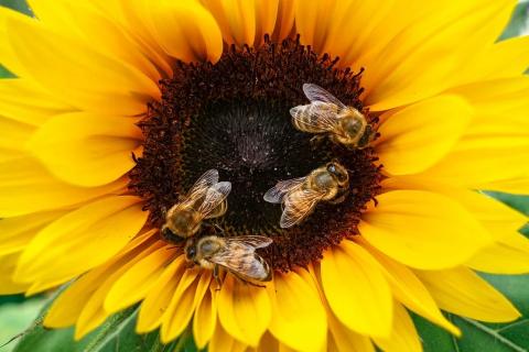 Бджоли підвищують урожай та можуть стабілізувати ціни на продукти харчування Рис.1