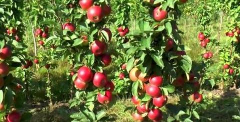 Вітчизняні селекціонери створили понад 20 сортів колоноподібних яблунь Рис.1