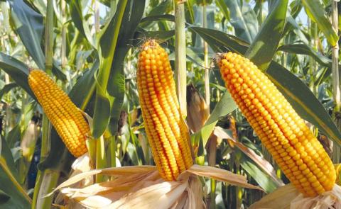 Єврокоміся скоротила прогноз врожаю кукурудзи у ЄС майже на 6 млн тонн Рис.1