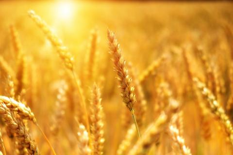 Більш ранній посів пшениці підвищить урожайність у східній Індії Рис.1