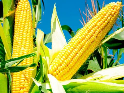 Ціни на кукурудзу залишаються під впливом  відновлення поставок з України Рис.1
