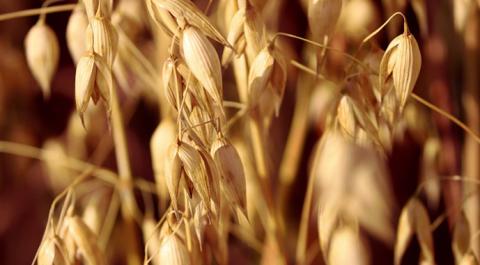 Agricom Group збільшить посіви вівса удвічі Рис.1