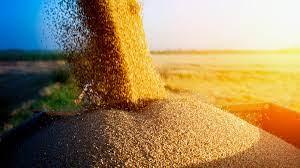 Американські фермери експортуватимуть найменшу кількість пшениці за 50 років, - огляд іноземних ЗМІ за 13 жовтня 2022 року  Рис.1