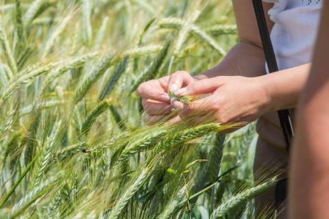  Перспективи озимої пшениці у новому сезоні Рис.1