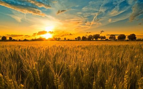 Пшеничні котирування опускаються, попри чергове зниження прогнозу врожаю в Аргентині Рис.1