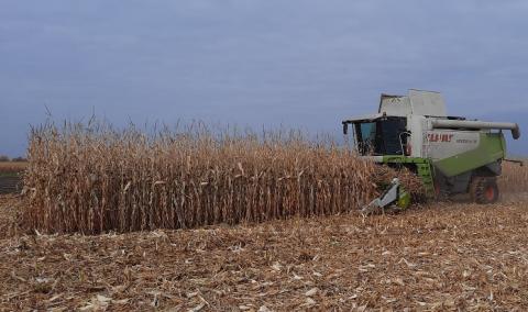 Затримка збирання кукурудзи в Україні найближчим часом призведе до різкого зростання цін Рис.1