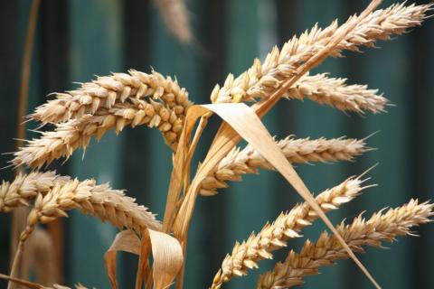 Глобальні покупці пшениці підготувалися до цінового шоку, скоротивши форвардні закупівлі,- огляд іноземних ЗМІ за 22-23.02.2023 Рис.1
