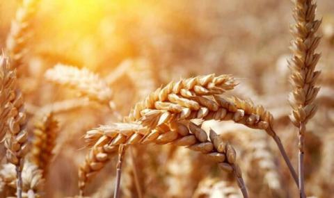 Закупівельні ціни на пшеницю в Україні під тиском через зниження експортного попиту Рис.1