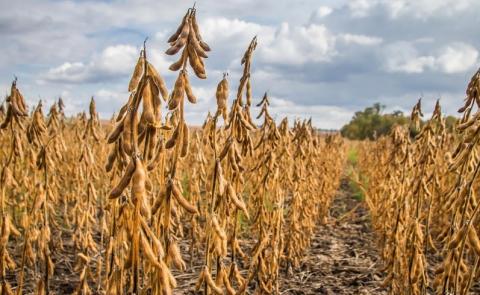 Аргентина недоотримає третину врожаю сої та кукурудзи через посуху і мороз Рис.1