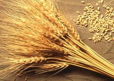 Експорт канадської пшениці досяг нового максимуму, - огляд іноземних ЗМІ 04-06.03.2023 Рис.1