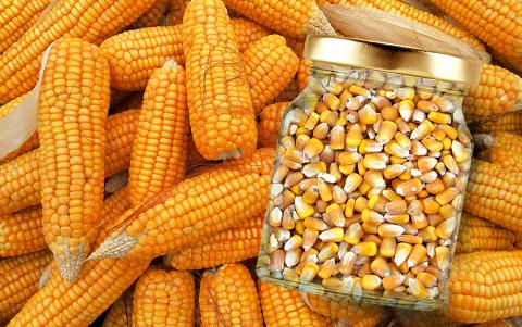 Малі агровиробники можуть отримати насіння кукурудзи в межах допомоги USAID  Рис.1
