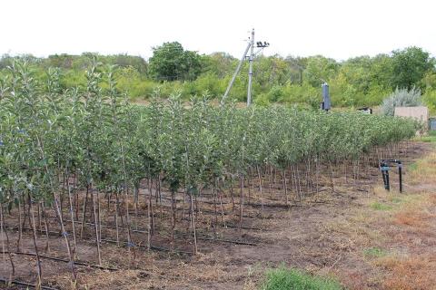 Україна отримала дозвіл на експорт саджанців яблуні, сливи та аличі до країн ЄС  Рис.1