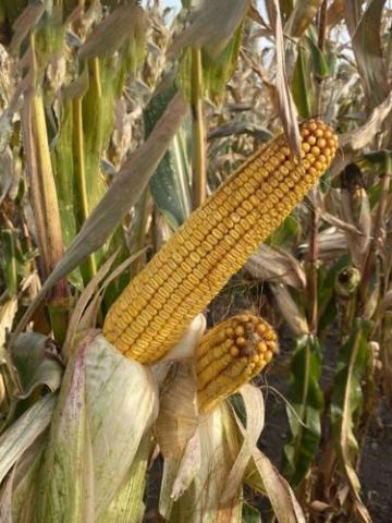 Україна ще не зібрала 5% урожаю кукурудзи, але вже почала нову сівбу Рис.1