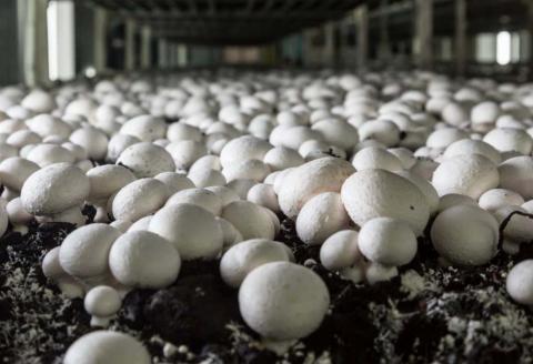 Найпотужнішу українську грибну ферму закриють або передадуть в оренду Рис.1