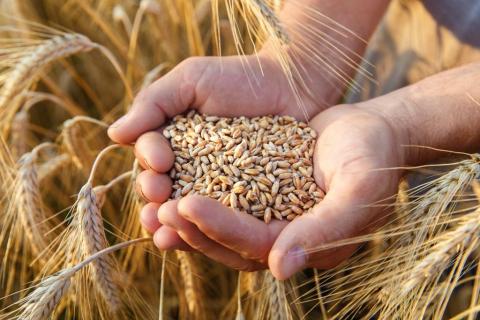 Пшениця відновлюється після досягнення 21-місячного мінімуму, кукурудза та соя також стабільні, - огляд іноземних ЗМІ 25-26.04.2023 Рис.1