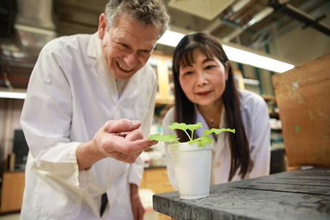 Дослідники вводять у рослини цінні ознаки, не створюючи трансгенних рослин Рис.1